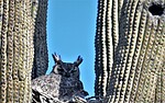 photo thumbnail #9