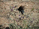 photo thumbnail #15