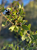 2022-04-16 :1: Oaks and Willows Trail #3 :: GrangerGuy