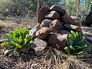 2022-04-14 :1: Apache Creek Wild Explore :: GrangerGuy