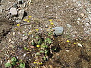 2022-04-23 :2: White Mountain 6,100 :: wallyfrack