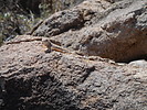 photo thumbnail #7