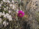 2022-04-24 :1: Pass Mountain Loop Trail #282 :: astrobrewer