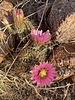 2022-04-30 :1: Ballantine Cabin to Boulders Loop :: John10s