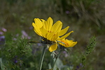 photo thumbnail #12