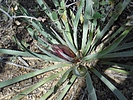 2022-05-12 :2: Salida Gulch Trail #95 :: LosDosSloFolks