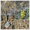 2022-05-12 :1: Salida Gulch Trail #95 :: tibber