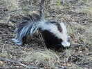 2022-05-12 :2: Silver Spur Meadow Trail :: cactuscat