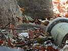 photo thumbnail #12