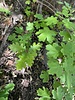 2022-05-16 :2: Reynolds Creek Trail #150 :: AnchaGladtrailz