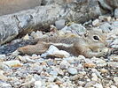 2022-05-19 :2: South Fork of Cave Creek #243 :: cactuscat