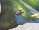 photo thumbnail #13