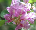 photo thumbnail #14