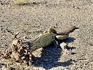 photo thumbnail #5