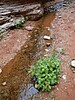 2022-05-05 :3: Saddle Canyon from the Colorado River :: azbackpackr