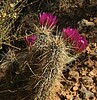 2022-05-05 :3: Saddle Canyon from the Colorado River :: azbackpackr