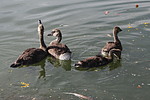 photo thumbnail #13