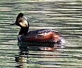 photo thumbnail #3