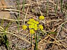 2022-06-02 :1: Bear Canyon to Mule Crossing :: kingsnake