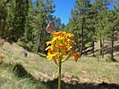 2022-06-02 :1: Bear Canyon to Mule Crossing :: kingsnake