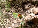 2022-06-02 :1: Bear Canyon to Mule Crossing :: kingsnake