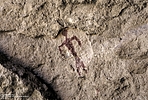 photo thumbnail #7