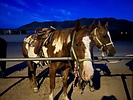 photo thumbnail #11