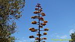 photo thumbnail #15