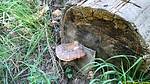 photo thumbnail #11