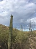 2022-06-18 :1: South Mountain Marcos de Niza Mormon Loop :: John10s