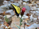 photo thumbnail #5