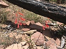 photo thumbnail #7