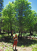 2022-06-14 :3: Maverick Cyn Spur Maples Loop - Mogollon Rim :: Grasshopper