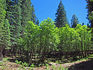 2022-06-14 :3: Maverick Cyn Spur Maples Loop - Mogollon Rim :: Grasshopper