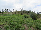 photo thumbnail #14