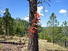 2022-06-29 :1: Larson Ridge to Chevelon Canyon :: kingsnake
