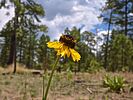 2022-06-29 :1: Larson Ridge to Chevelon Canyon :: kingsnake