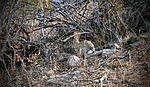 2022-07-04 :1: Lookout Mtn Circumference Trail #308 :: tibber