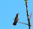 photo thumbnail #9