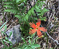 photo thumbnail #8