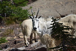 photo thumbnail #13