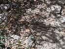 2022-04-15 :2: Heart of Rocks and Inspiration Point Loop :: KingLeonidas