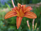 photo thumbnail #9