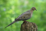 2022-07-09 :2: Central Park :: gummo