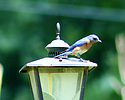 photo thumbnail #9