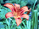 photo thumbnail #10