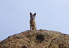 photo thumbnail #12