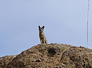 photo thumbnail #13
