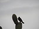 2022-07-24 :2: Needle Vista to Hackberry Spring :: wallyfrack