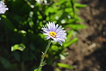 photo thumbnail #12